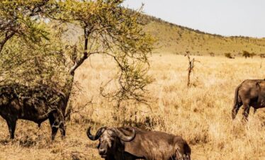 5 Days Selous Walking and Trekking Safari