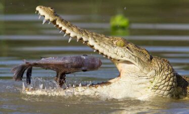 4 Days Selous Camping Safari