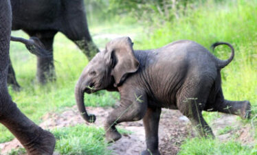 3 Days Best of Mkomazi National Park