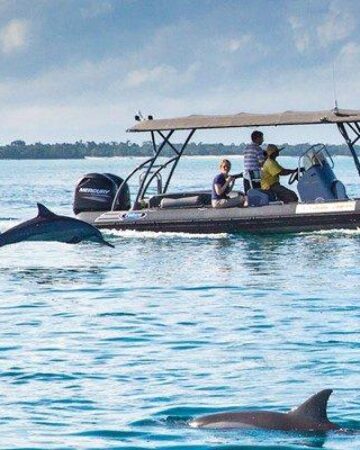 Dolphin Tour