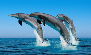 Dolphin Tour in Zanzibar