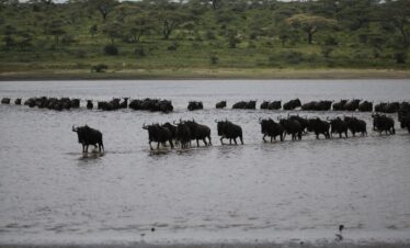 4 DAYS:NGORONGORO CONSERVATION AREA, LAKE MANYARA NATIONAL PARK, NDUTU REGION, NGORONGORO CRATER TOUR